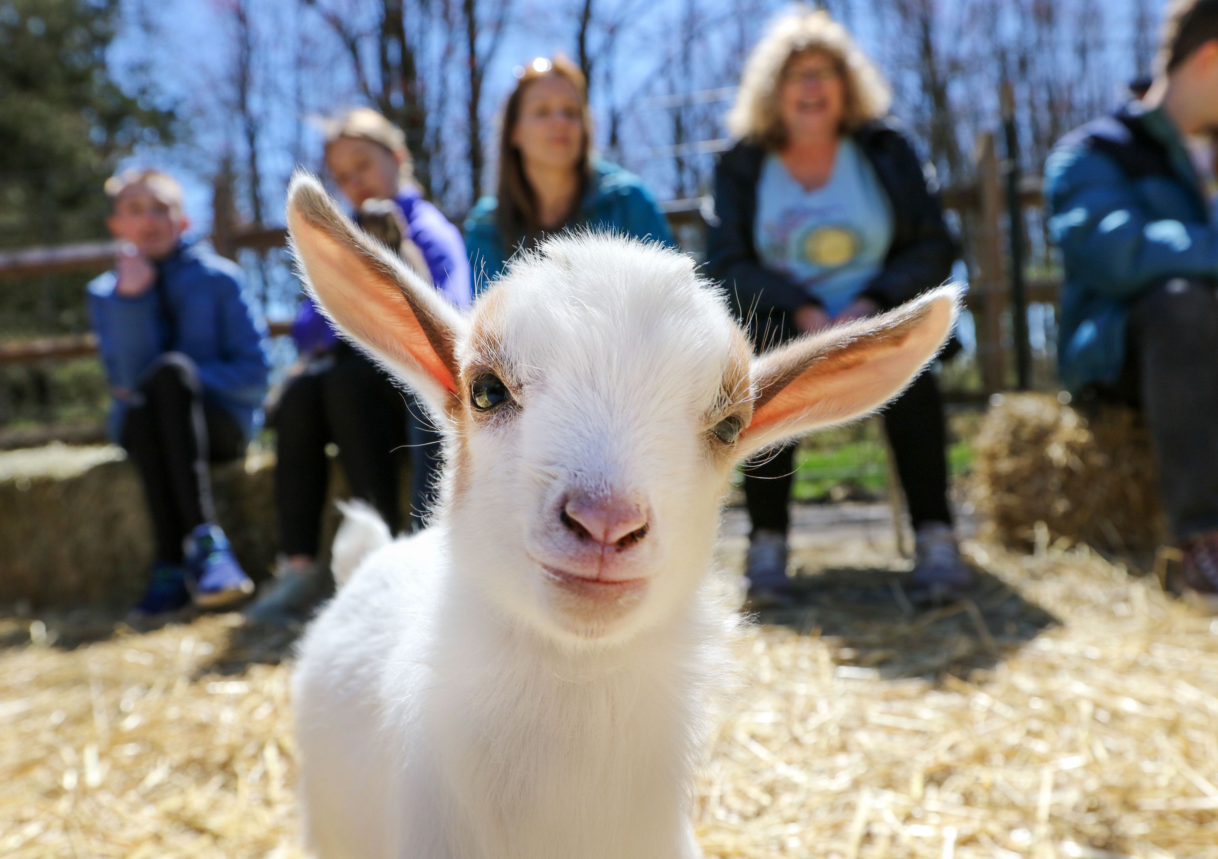 Playful baby goat standing on hay bales