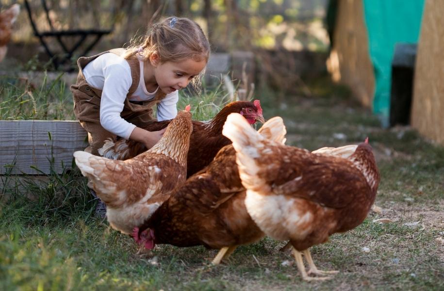 Curious chickens greeting visitors near their pen