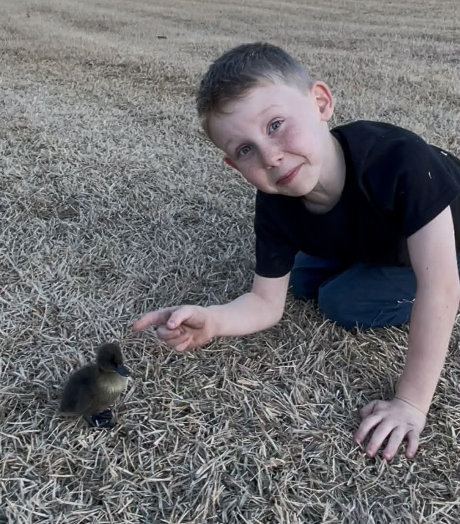 White duck greeting children near the petting pen