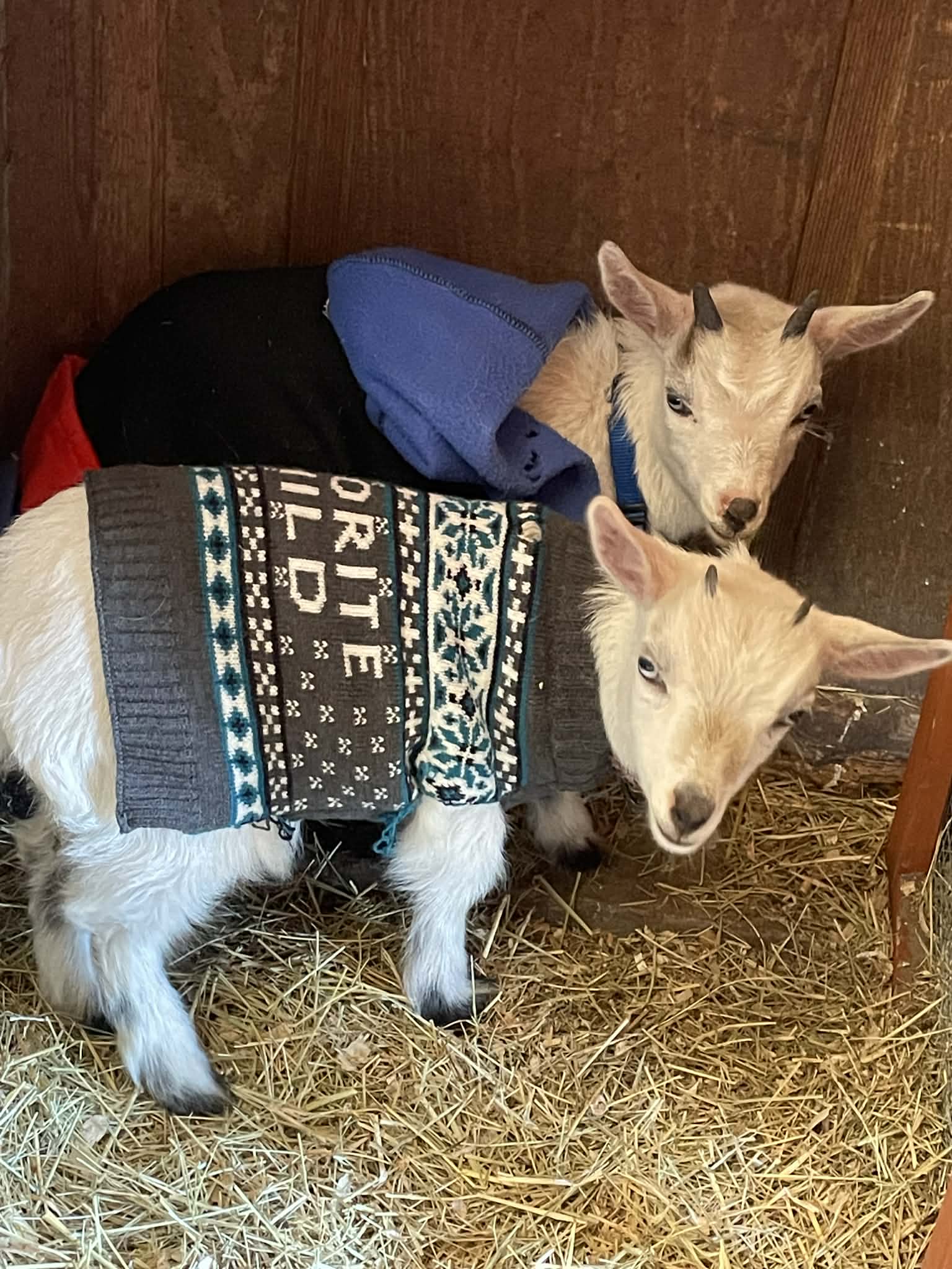 Friendly horned goats meeting families during an event