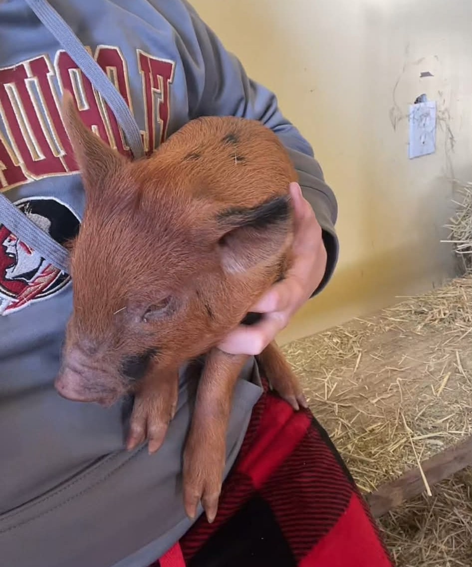 Gentle pig enjoying cuddles from young guests