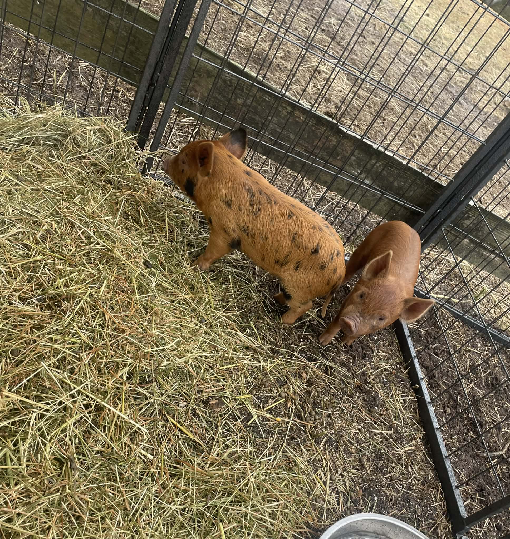 Pair of playful pigs sharing treats together